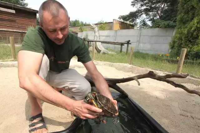 Przemysław Ludwin, kierownik kieleckiego egzotarium Dolina Gadów pokazuje jednego z podopiecznych azylu &#8211; żółwia wodno-lądowego.