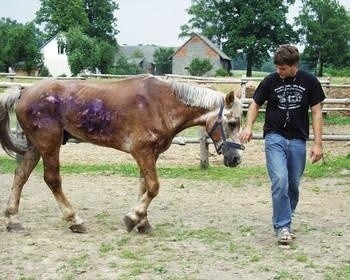 Dominik Nawa tworzył dom dla chorych i maltretowanych stworzeń Fot. Agnieszka Malik