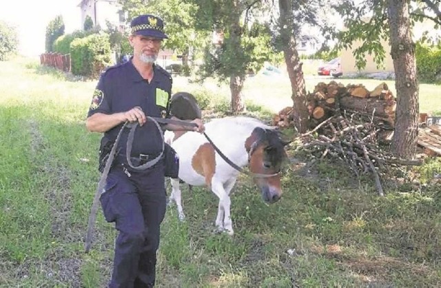 Zaginione zwierzęta funkcjonariusze oddali hodowcy