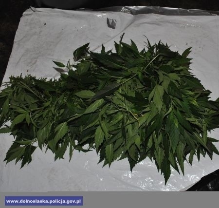 CBŚ walczy z narkotykami. Marihuana i amfetamina za 500 tys. zł na 2 plantacjach (ZDJĘCIA, FILM)