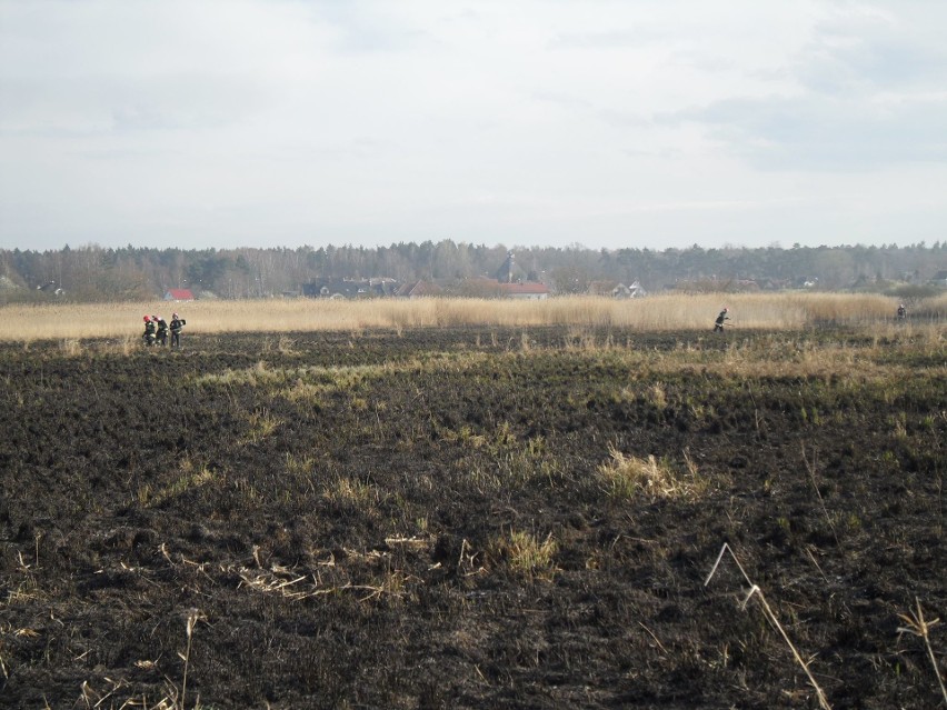 W Ustce za OSiR-em strażacy gaszą pożar trzech hektarów traw i trzcin