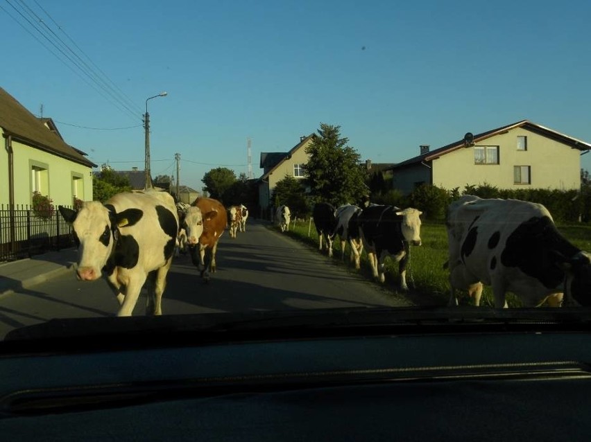 Stado krów w gminie Koczała/Biały Bór uciekło do lasu. Trwają poszukiwania właściciela