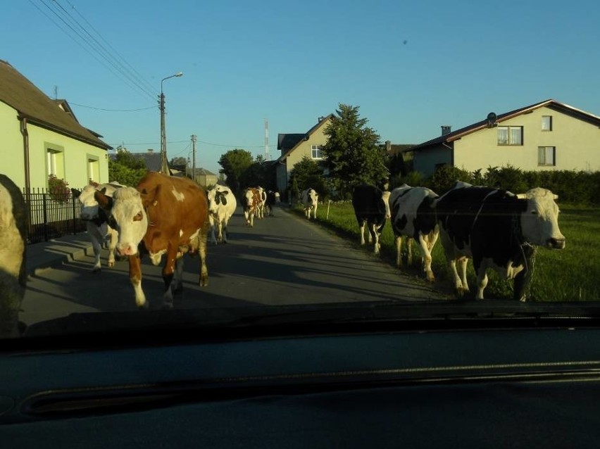 Stado krów w gminie Koczała/Biały Bór uciekło do lasu. Trwają poszukiwania właściciela
