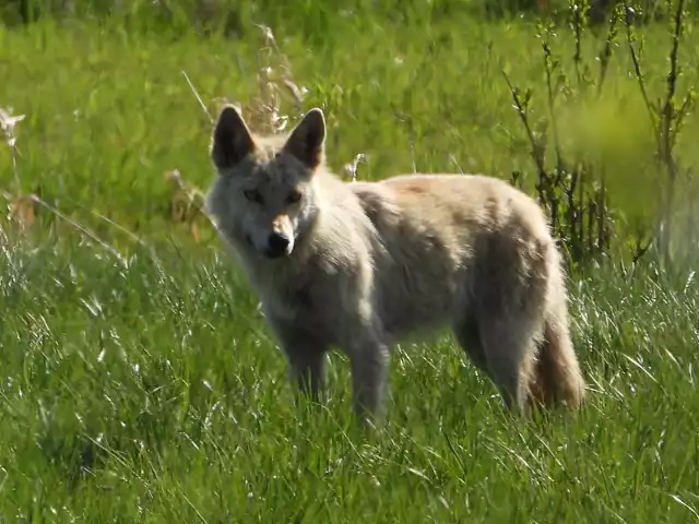 Podczas majówki 2023 r. na terenie Pradoliny Kaszubskiej spotkać można było pięknego wilka