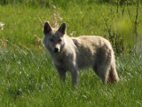 Biały wilk na ziemi puckiej. Piękny mieszkaniec Pradoliny Kaszubskiej spaceruje i pozuje do zdjęć. Co robić, gdy spotka się wilka?