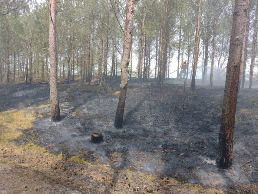 Pożar przy plaży w Słajszewie! Z ogniem walczyło kilka zastępów straży pożarnej 