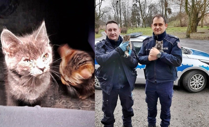 Radzyń Podlaski. Porzucone kotki zostały uratowane przez radzyńskich policjantów