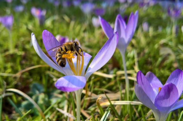 Do Ogrodu Botanicznego przy UKW w Bydgoszczy zawitała już wiosna. Zobaczcie, jak przyroda budzi się do życia po zimowym śnie.