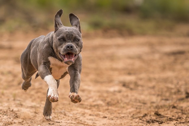 Pitbull ugryzł kozę w Rybniku (zdjęcie ilustracyjne)