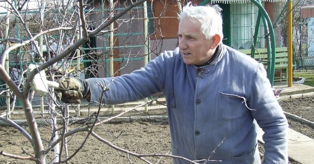 Emerytowany hutnik Michał Ślusarek dziś po południu postanowił pobielić drzewka