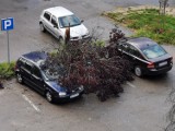 Kęty. Wiatr przewrócił drzewo na ulicy Klasztornej. Uszkodzony samochód, ogrodzenie posesji i linia energetyczna