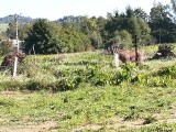 Potężny jeleń uwięziony w siatce ogrodzeniowej. Pomogli mu strażacy i weterynarz ZDJĘCIA