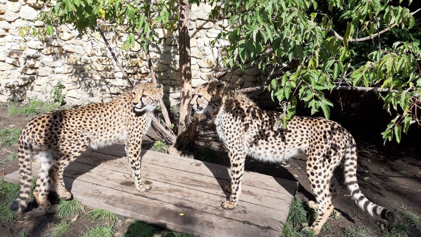 Koty z opolskiego zoo. Zwinny gepard ćwierka jak wróbel i w mig może rozwinąć prędkość samochodu! 