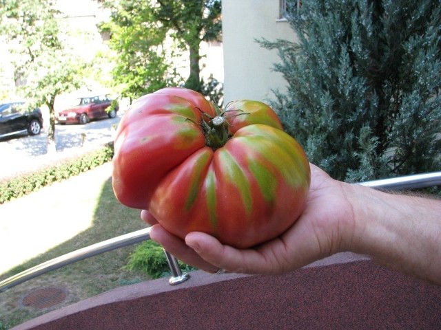 Kilogramowego pomidora wyhodował jeden z opolskich działkowców.