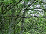 Niezwykłe węże na drzewach w polskich lasach. Lasy Państwowe: To bardzo rzadki gatunek! [zdjęcia]