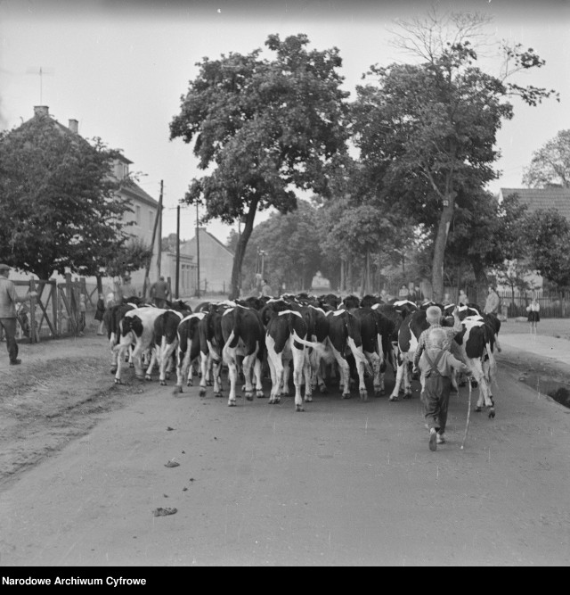 Stado krów na drodze we wsi. Widoczni dwaj chłopcy poganiający krowy, okolice Drawska Pomorskiego, 1964 r.