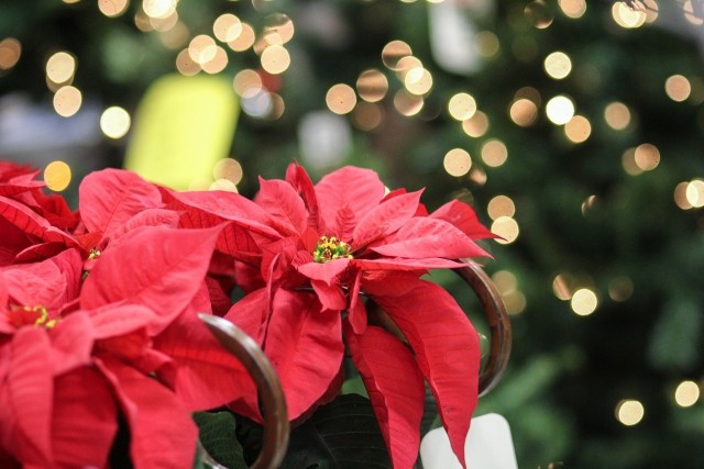 imą niektóre rośliny mają dekoracyjne owoce, liście lub kwiaty. Warto wykorzystać je do świątecznych dekoracji.