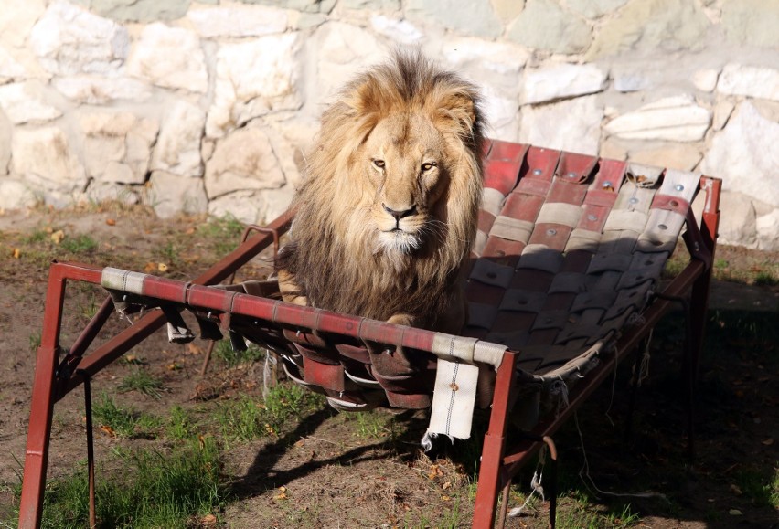 Śląski Ogród Zoologiczny zamieszkuje prawie 3 tys. zwierząt!