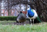 Na spacer do Ogrodu Saskiego i innych parków w Lublinie nie pójdziemy. Specustawa zamknęła mieszkańcom tereny zielone