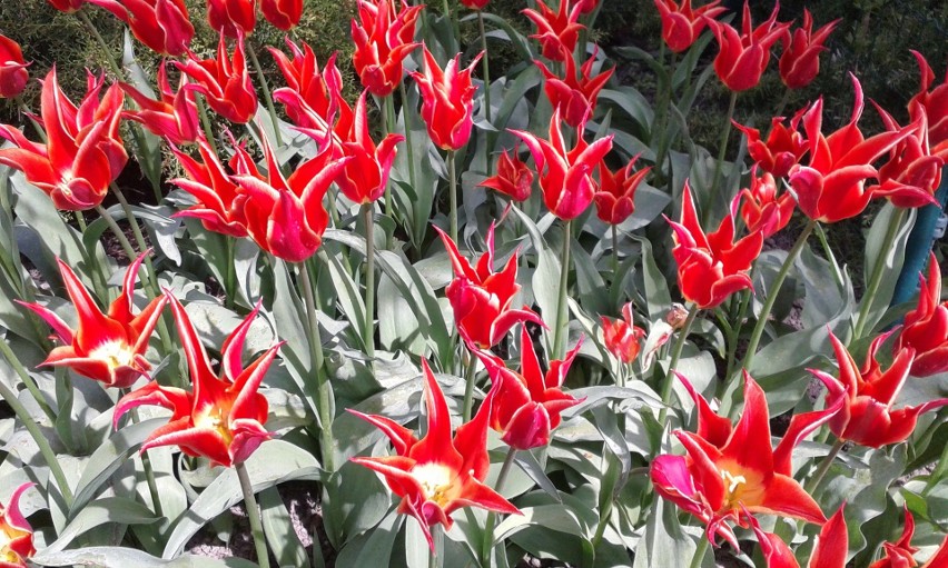 Czerwone tulipany na rabacie...