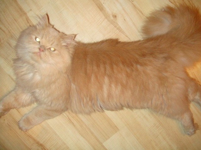 I zdjęcie  Garfielda - przysłane przez p. Sylwię