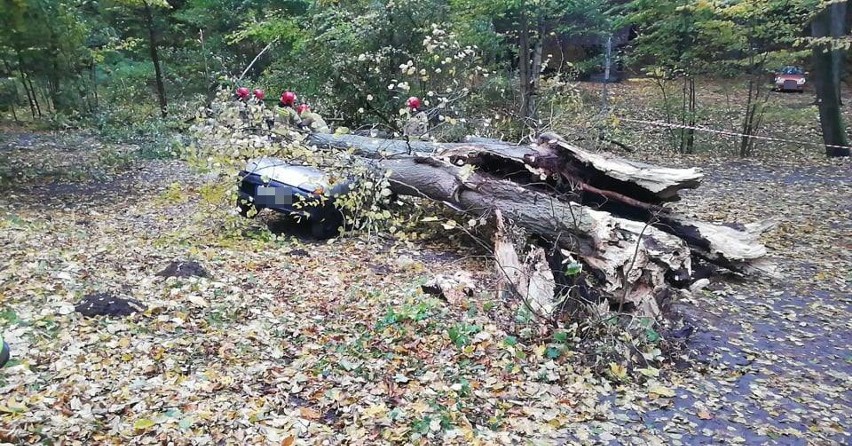 Wichura w Słupsku. W Lasku Północnym drzewo przygniotło samochód [zdjęcia]