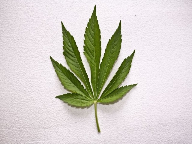 Liść marihuany