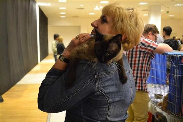 Kocie pięnoości przyjechały do Częstochowy na V Jurajski Pokaz Kotów Rasowych