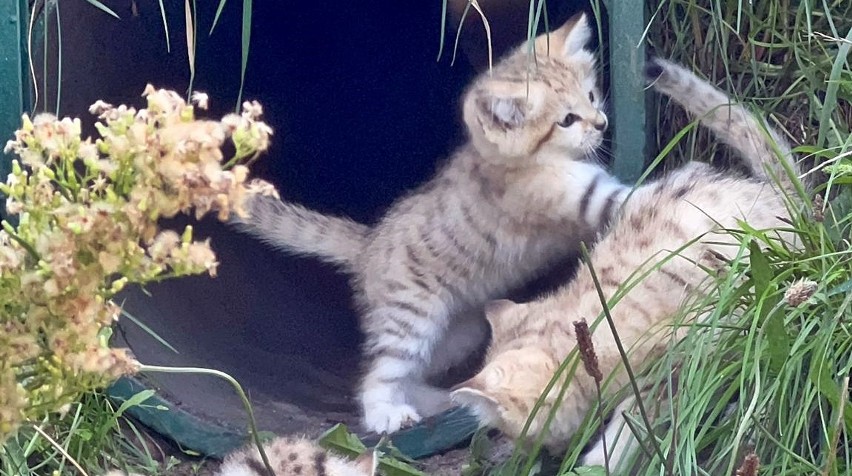 W gdańskim zoo na świat przyszły cztery kotki pustynne!