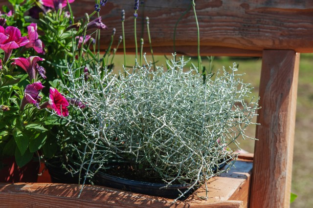 Jeśli szukasz ciekawych roślin do ogrodu i na balkon, postaw na te o srebrzystych liściach i pędach.