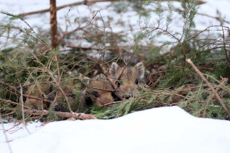 Puszcza Białowieska: Warchlaki przyszły na świat (zdjęcia)