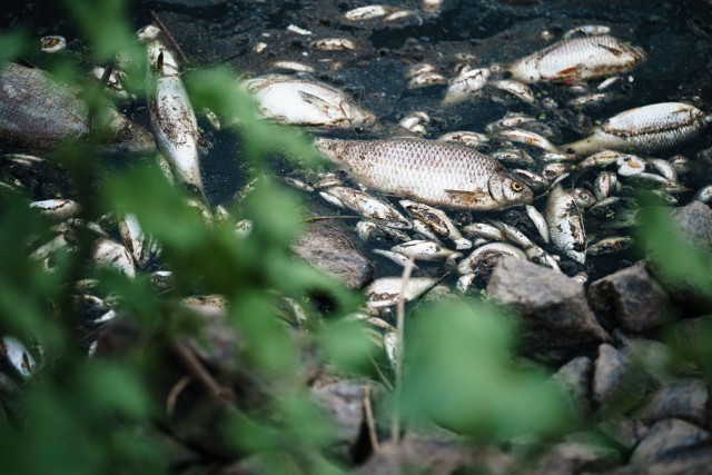 Nadal nie wiadomo co jest przyczyną masowego wymierania ryb w Odrze