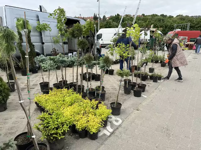 Mnóstwo sadzonek drzew i krzewów, a także kwiatów i roślin oferowano w sobotę na giełdzie w Sandomierzu.