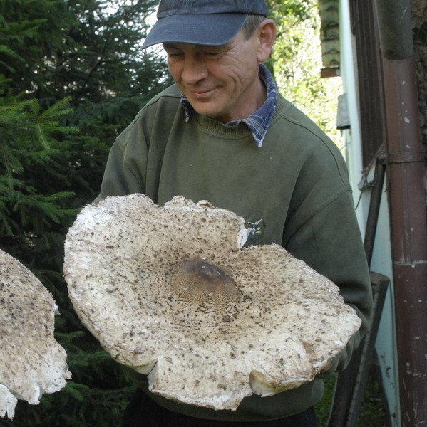 Sołtys Kobylnicy, Aleksander Grygiel, prezentuje wyjątkowe grzyby.