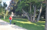 Grzyb wykończył jesiony w parku w Szczecinku