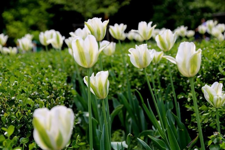 Tulipany białe przy promenadzie Generała Jerzego Ziętka