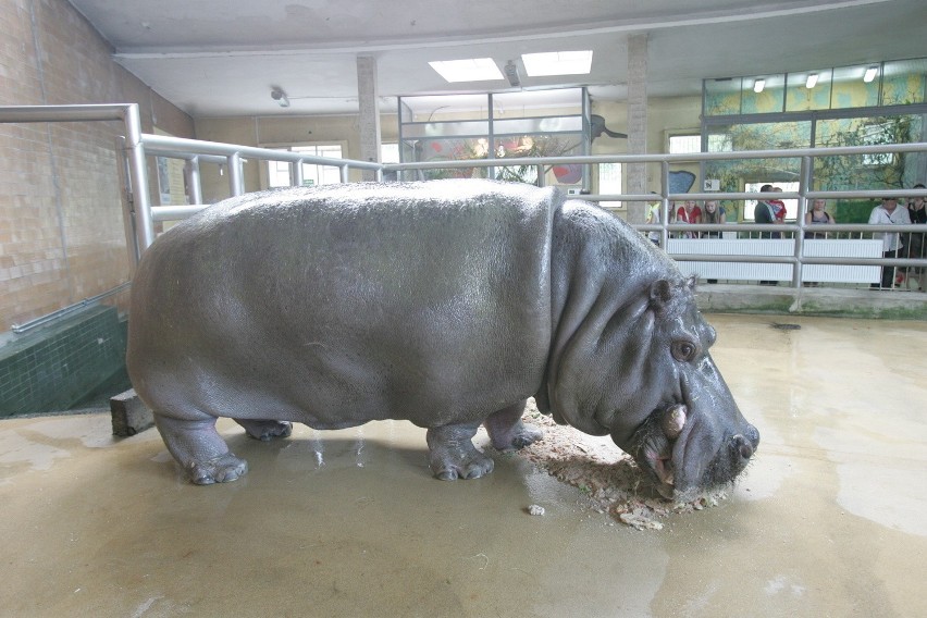 Śląski Ogród Zoologiczny od kuchni