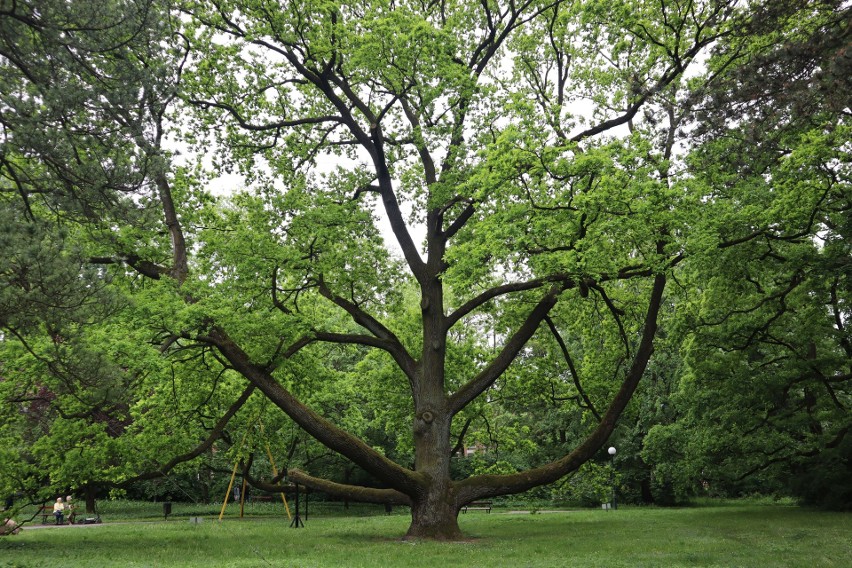 Każdy, kto przechodzi przez Park Klepacza, należący do...