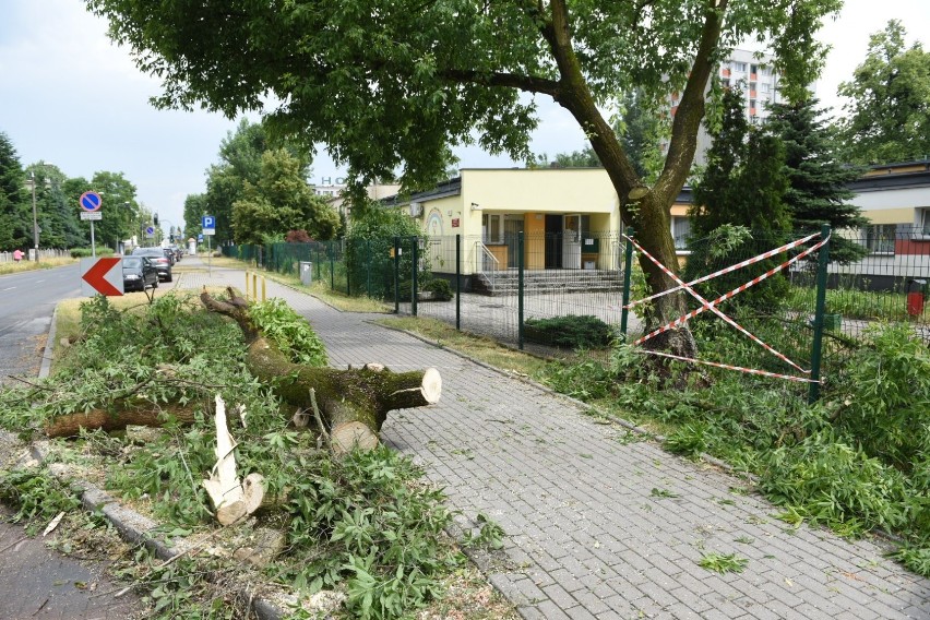 Wiatr złamał konary drzew przy ul. Bażyńskich w pobliżu...