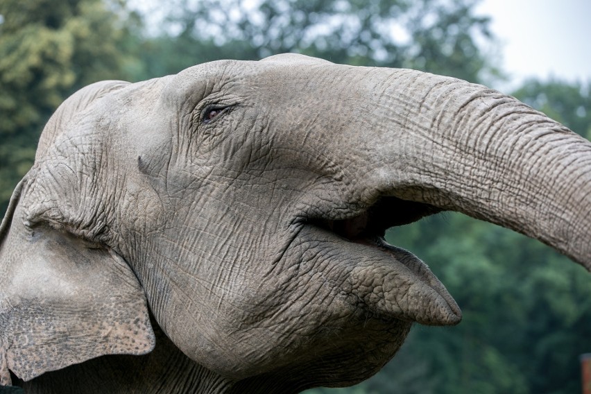 Zwierzątka w zoo - słonica ma pracę na mundialu, a co z resztą?