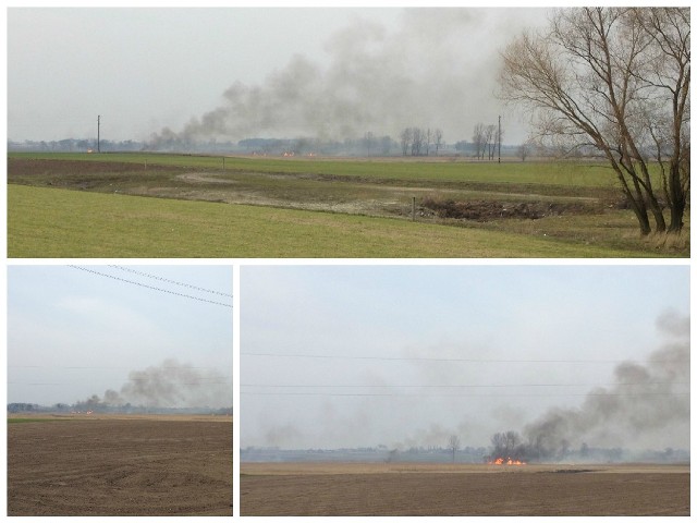 Pożar objął to samo pole, które gaszono już w ubiegłym roku. Strażacy potwierdzają, że to podpalenie.