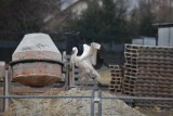 Bociek nie odleciał jesienią i stał się ulubieńcem mieszkańców Ropicy Polskiej. Ostatnio był widziany na placu budowy  [ZDJĘCIA]