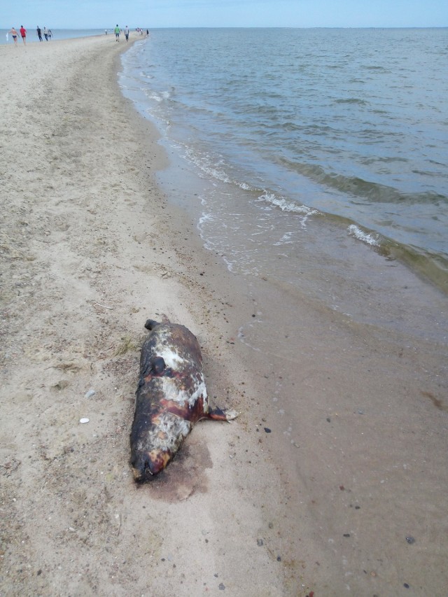 Martwa foka w Rewie, czerwiec 2017