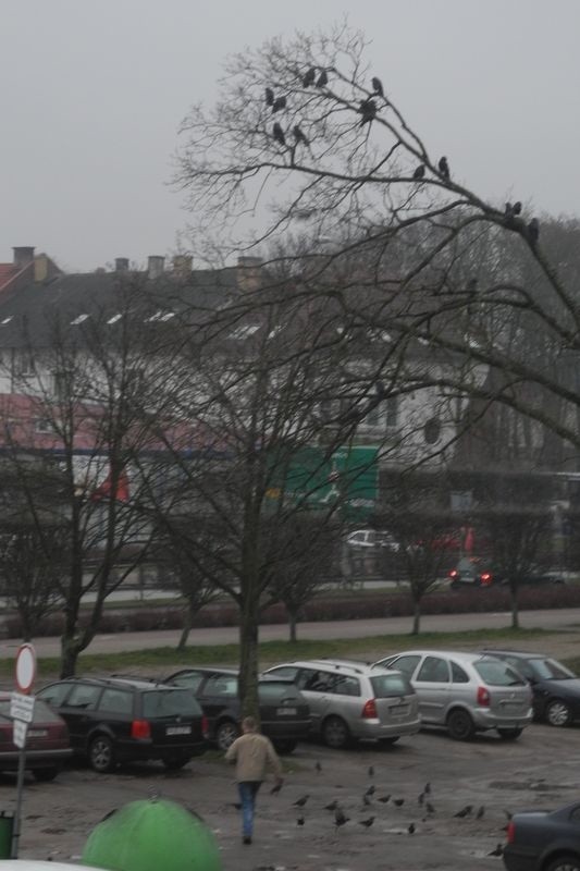 Ptaszyska w Lęborku przypominają klimat horroru Hitchocka. 