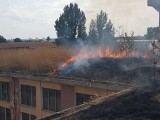 Pożar na dachu bydynku dawnych zakładów metalowych w Radomiu. Paliła się trwa i zarośla na dachu