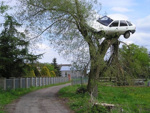 Samochód na drzewie wzbudził niemałą sensację w Lubczynie.