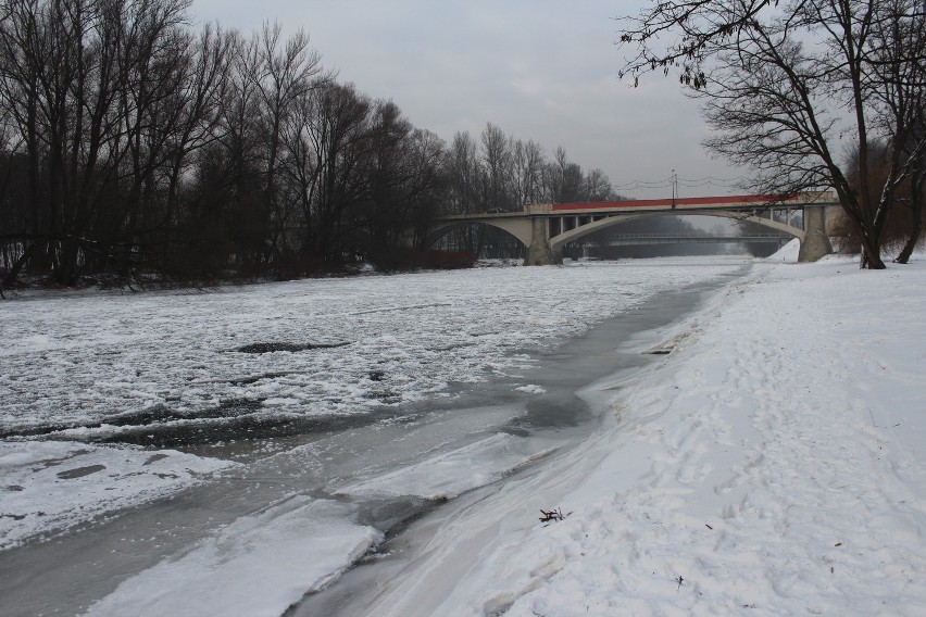 Oświęcim. Wszyscy martwili się o samotnego łabędzia, który siedział na Sole skutej lodem [ZDJĘCIA]