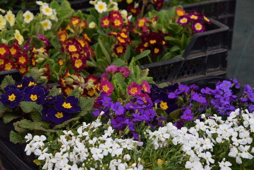 Kwiaty balkonowe, tarasowe i ogrodowe. Duży wybór na targowiskach i w sklepach ogrodniczych. Ceny zaczynają się od kilku złotych [ZDJĘCIA]
