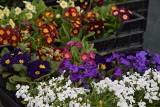 Kwiaty balkonowe, tarasowe i ogrodowe. Duży wybór na targowiskach i w sklepach ogrodniczych. Ceny zaczynają się od kilku złotych [ZDJĘCIA]