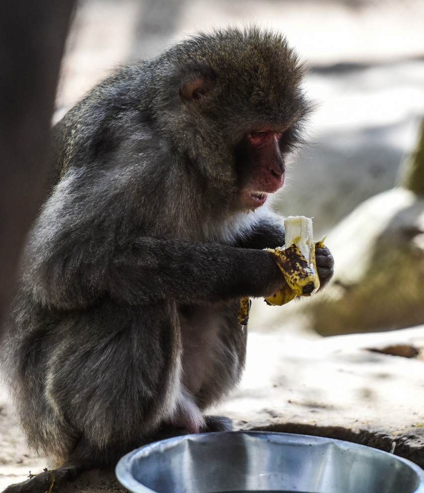 Mieszkańcy bydgoskiego ogrodu zoologicznego w Myślęcinku.